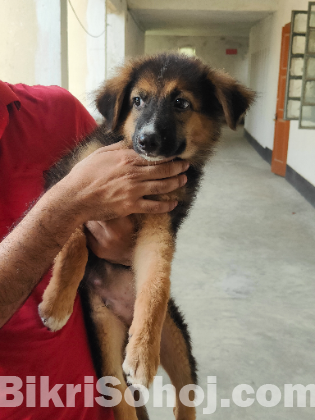 German shepherd puppy